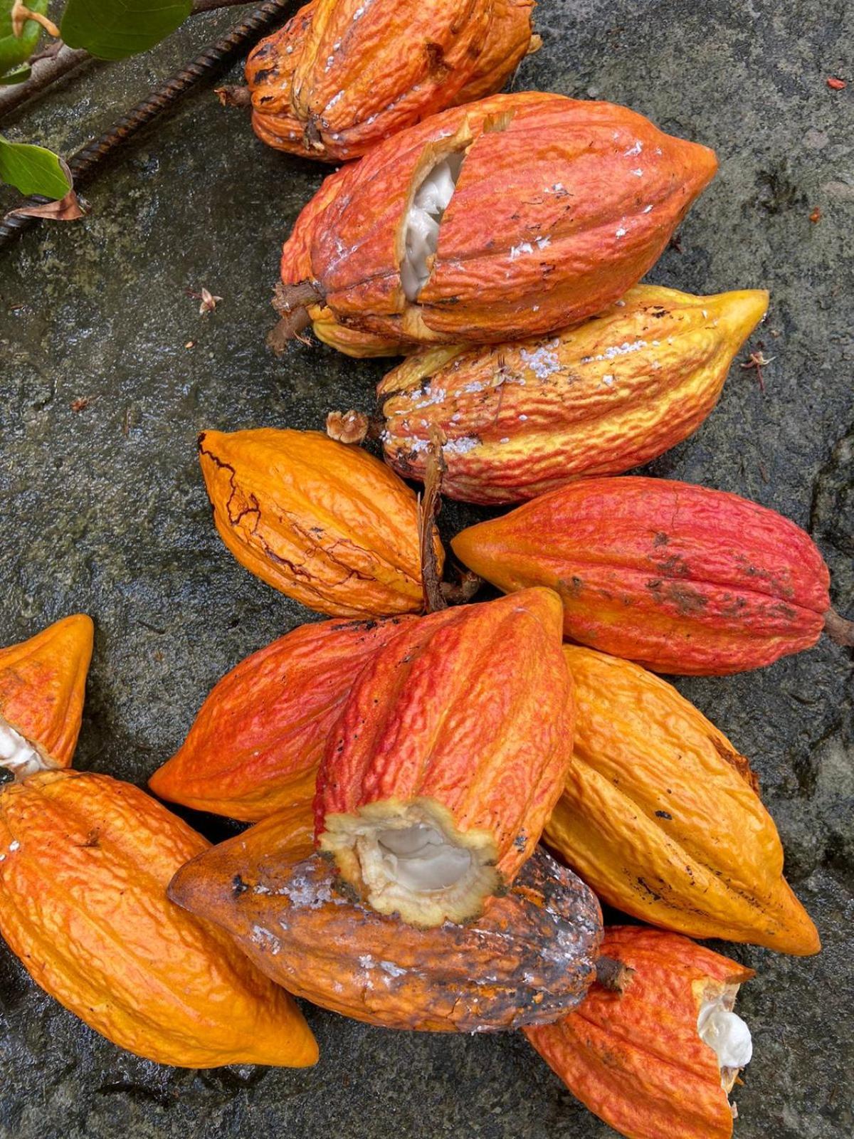 شقة Morada Cacauera Itacaré المظهر الخارجي الصورة